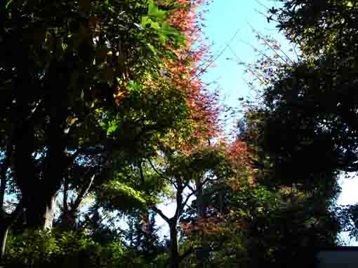 万葉植物園入口の紅葉と青空２