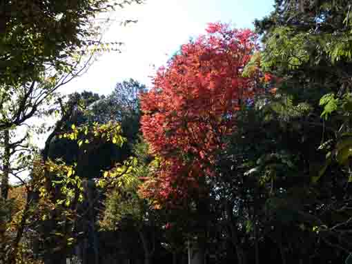 万葉植物園入口脇の紅葉