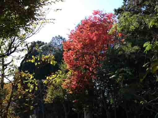 red leaves in the woods