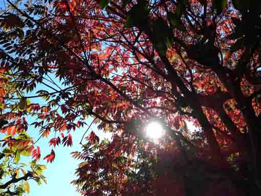 red leaves under the sun
