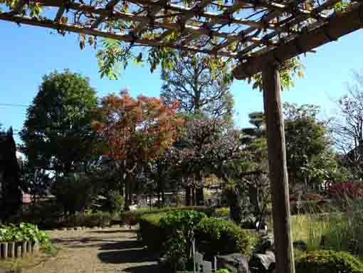 fall in Manyo Botanical Garden