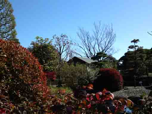 colored leaves in the Japanese Garden