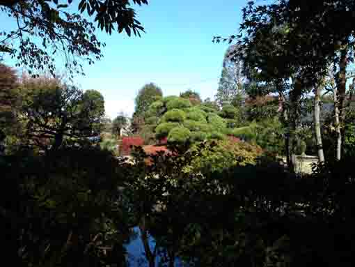 colored leaves and the pond