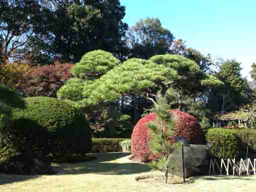 colored leaves and pine trees in the garden