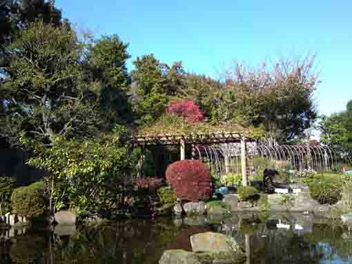 万葉植物園の池