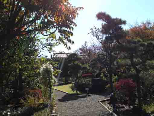 autumn leaves in Manyo Botanical Garden