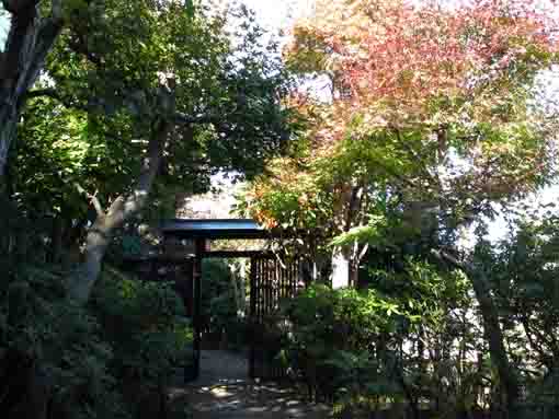 万葉植物園の門と紅葉