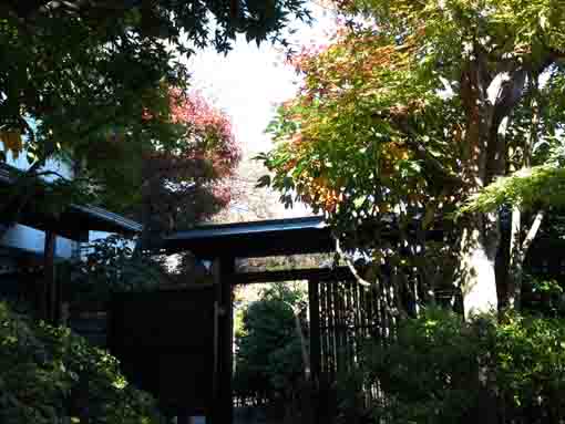 autumn leaves over the entrance gate