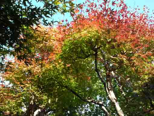 万葉植物園入口の紅葉と青空１