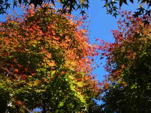 万葉植物園の紅葉と青空