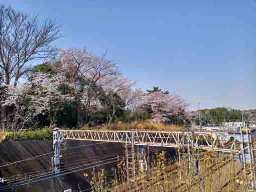 令和３年桜に彩られた万葉植物園入口�@