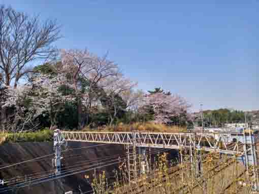 万葉植物園に咲く桜３