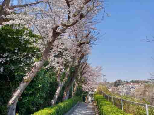 令和３年桜に彩られた万葉植物園入口�A