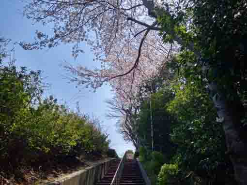 令和３年万葉植物園前に咲く桜の花�@