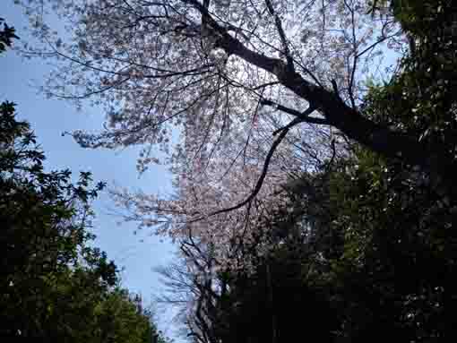 令和３年桜に彩られた万葉植物園入口�B