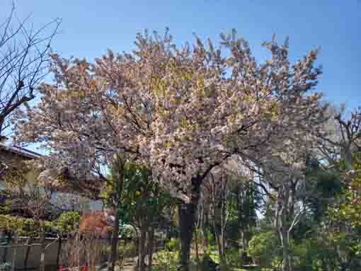 万葉植物園に咲く桜５
