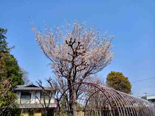 万葉植物園に咲く山桜