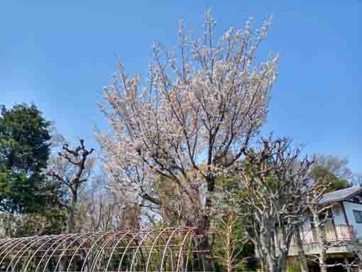 令和３年万葉植物園に咲く山桜�B