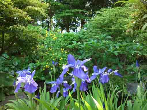 irises in Manyo Botanical Garden