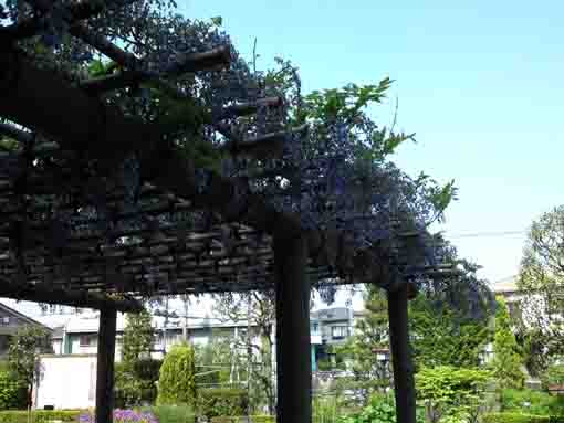 the wisteria in Manyo Botanical Garden