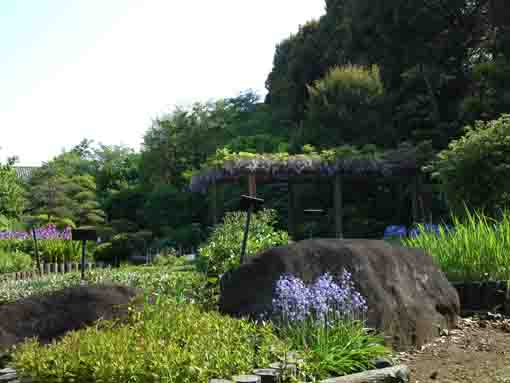 wisteria and other flowers in spring