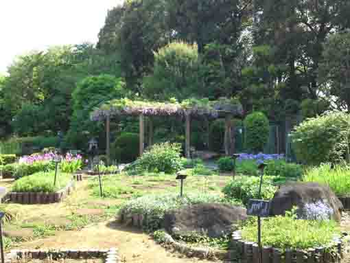 a wisteria trelli in the garden 
