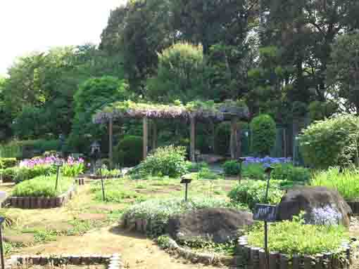 万葉植物園の藤棚