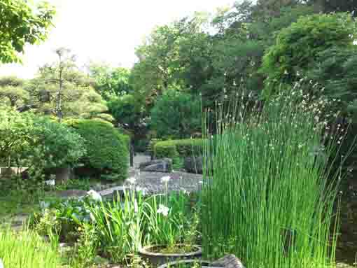 white irises in Manyo Botanical Garden