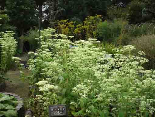 patrinia villosas in Manyo Botanical Garden