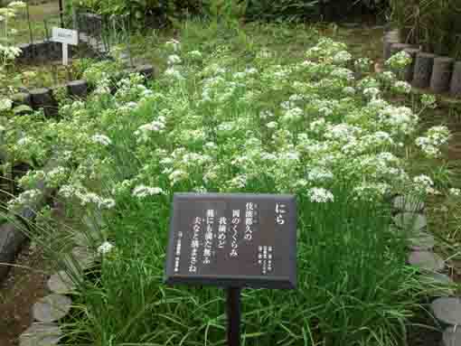 flowers of leeks in Manyo Botanical Garden