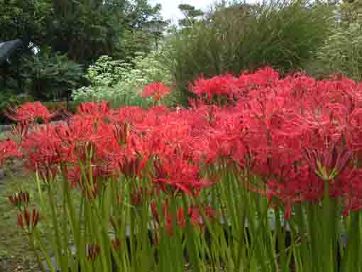 cluster amaryllises blooming in summer