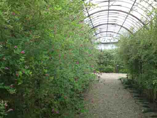 bush clovers in Manyo Botanical Garden
