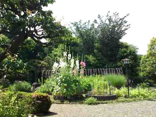 hollyhocks blooming in summer