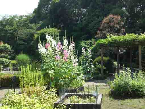 hollyhocks in Manyo Botanical Garden