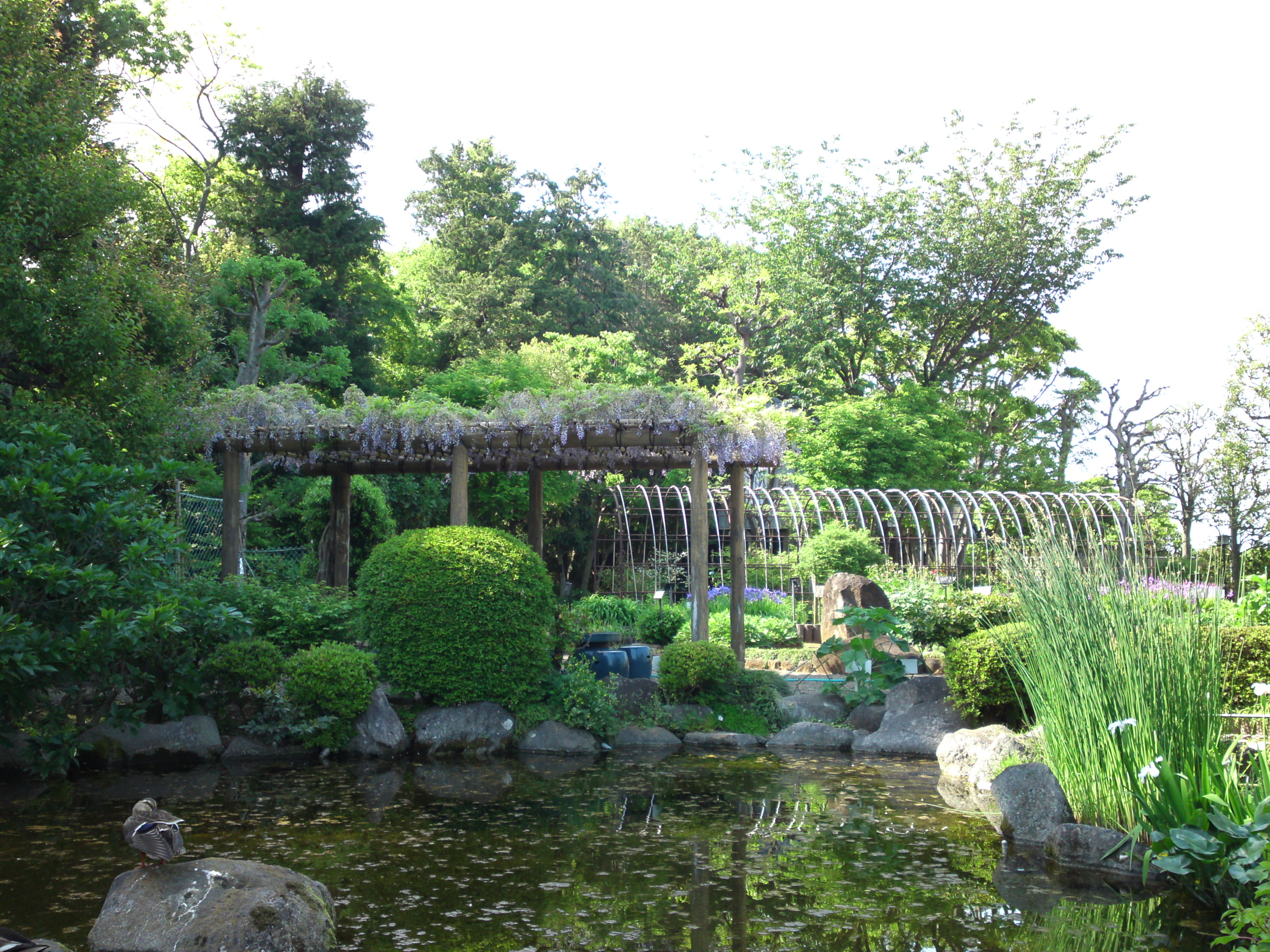 2018年万葉植物園に咲く藤の花１