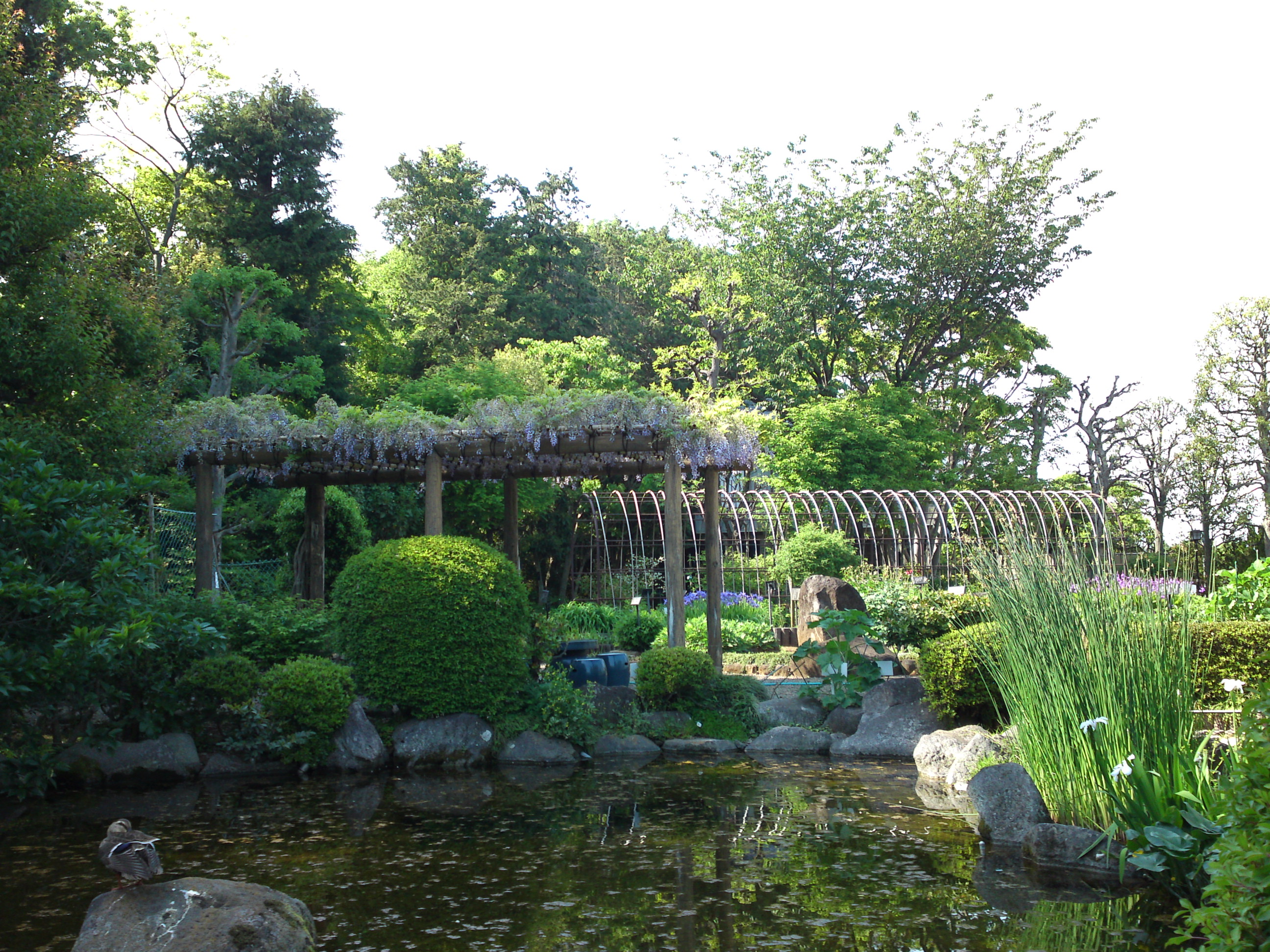 2018年万葉植物園に咲く藤の花２