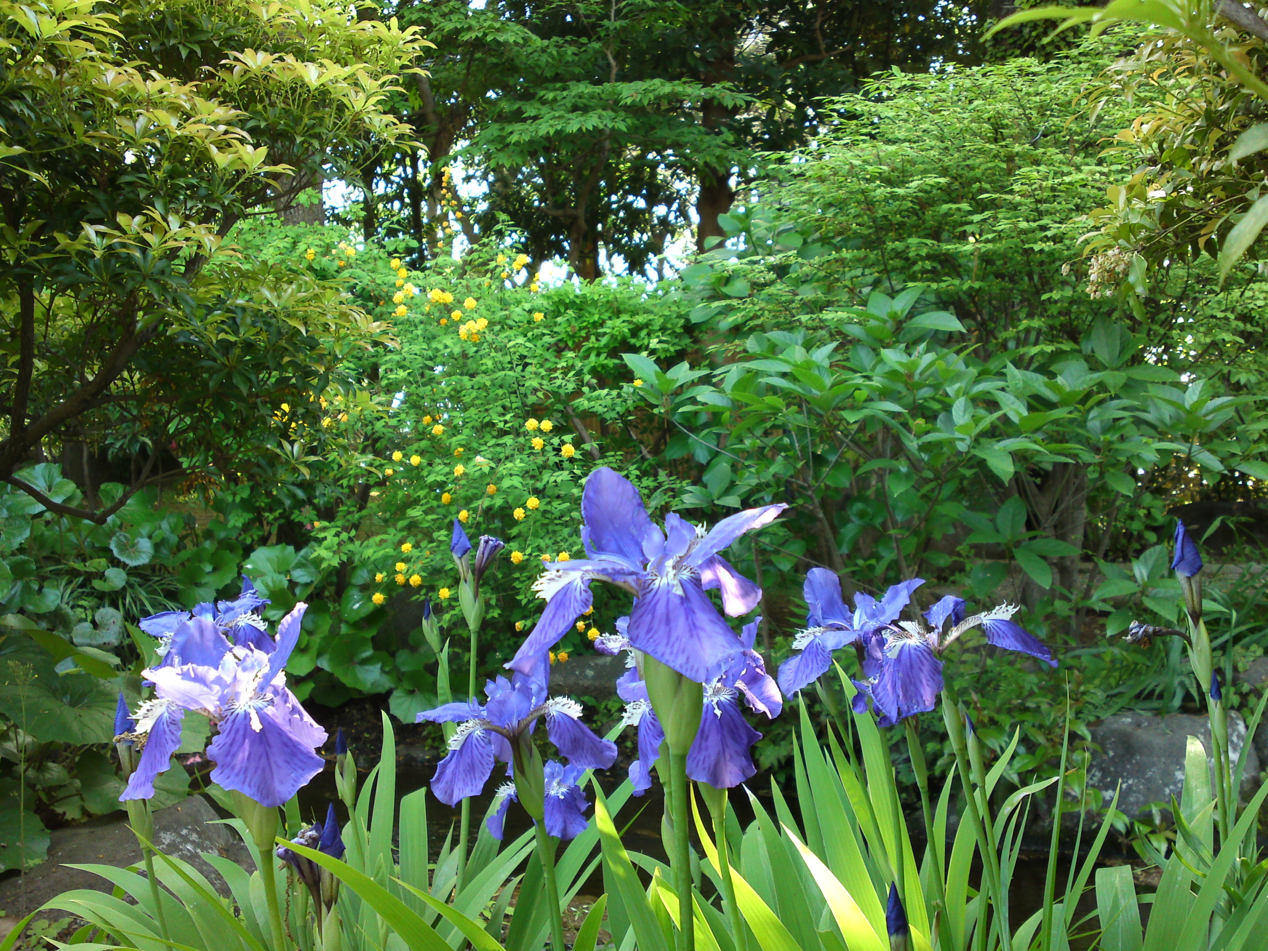 2018年万葉植物園に咲くアヤメの花１