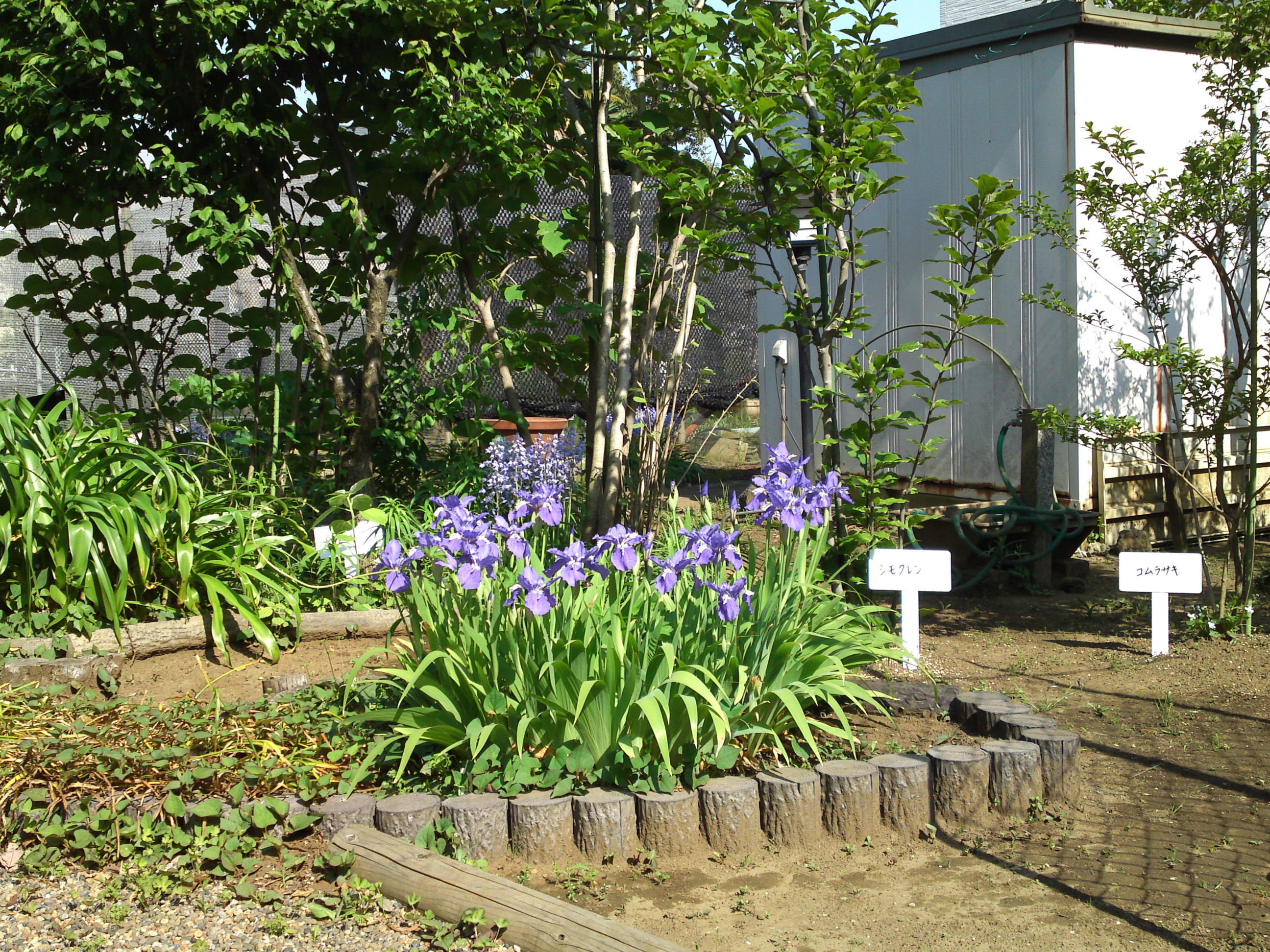 2018年万葉植物園に咲くアヤメの花２