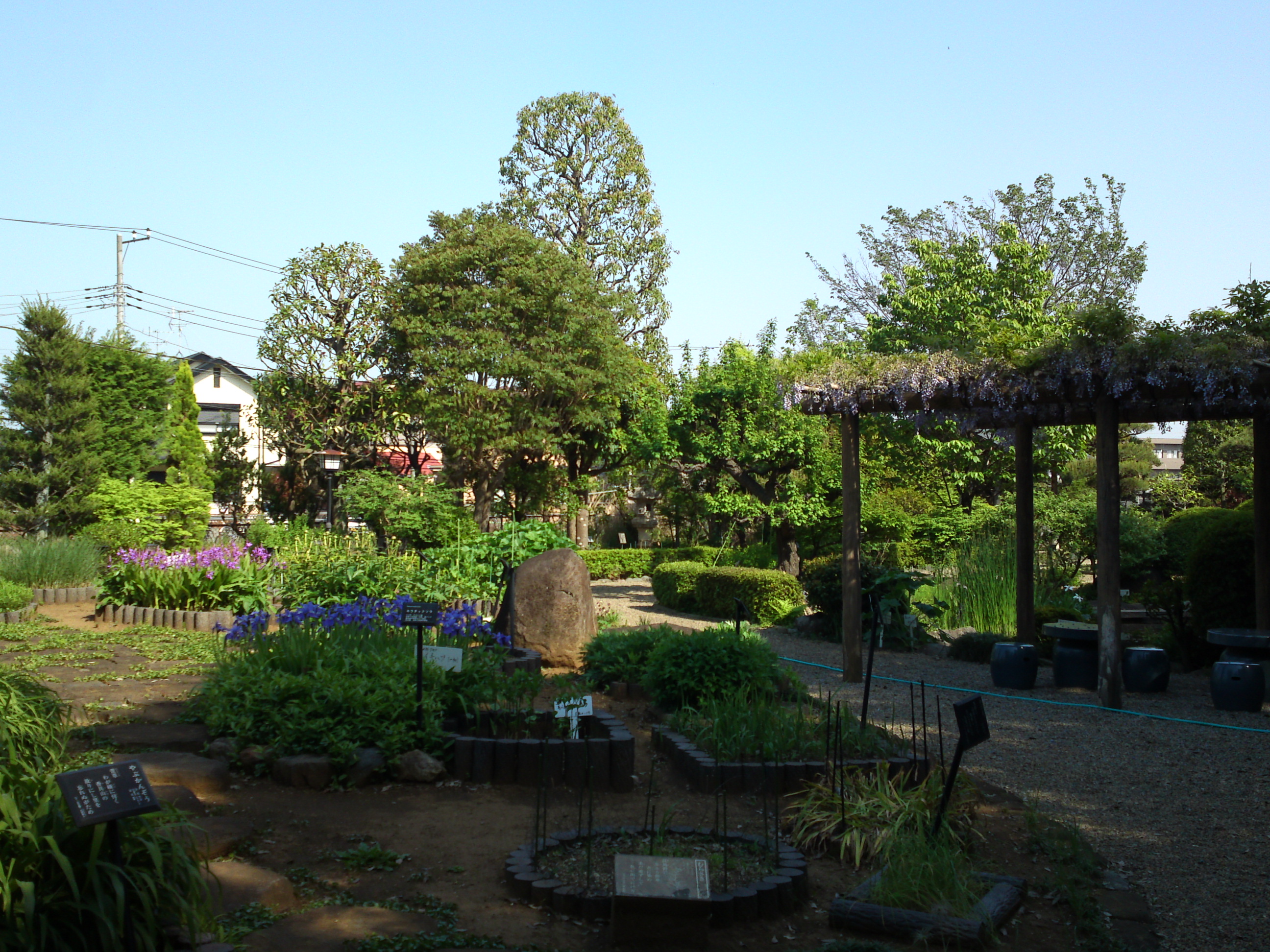 2018年万葉植物園の春の風景１