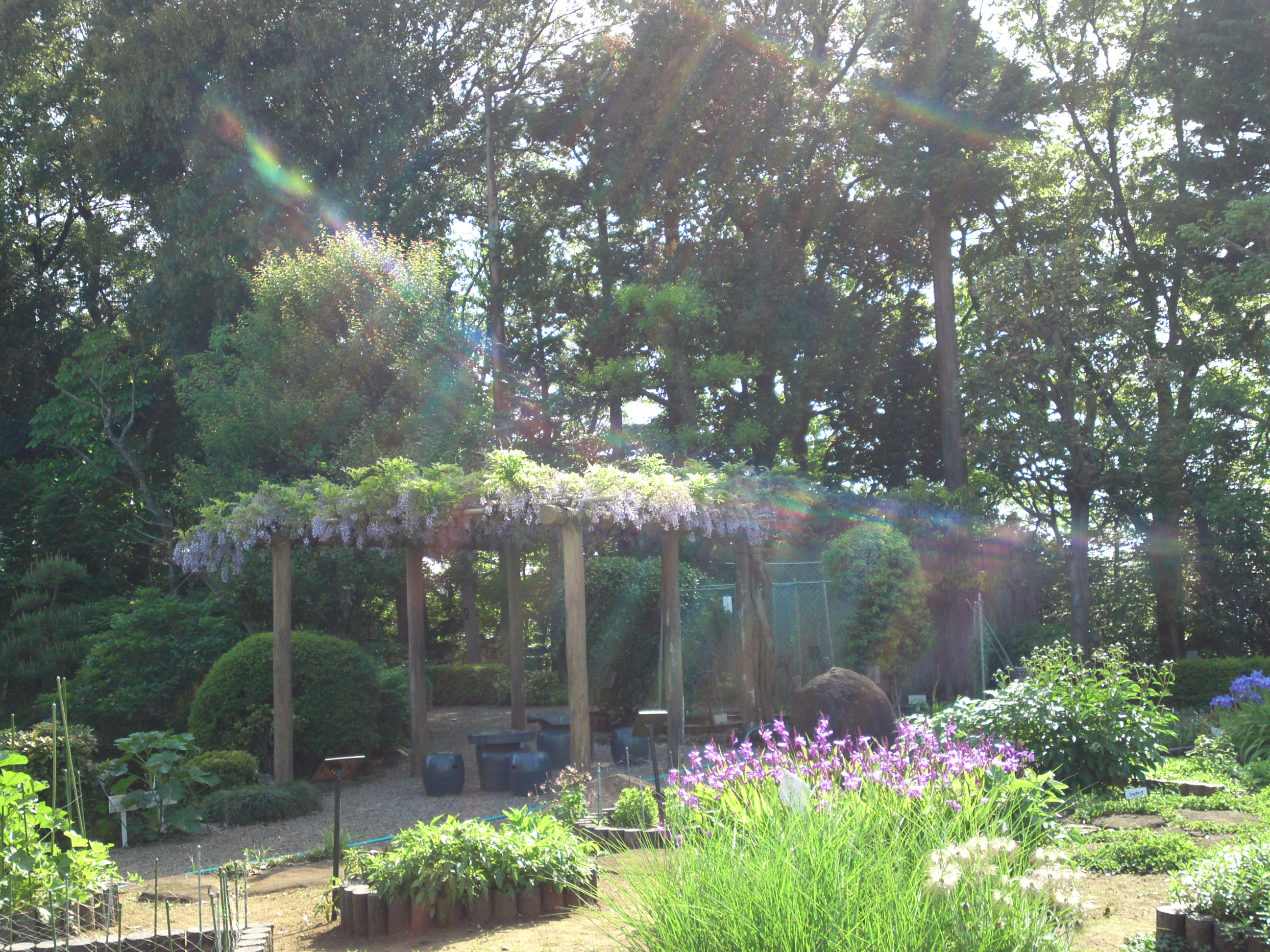 2018年万葉植物園の春の風景２