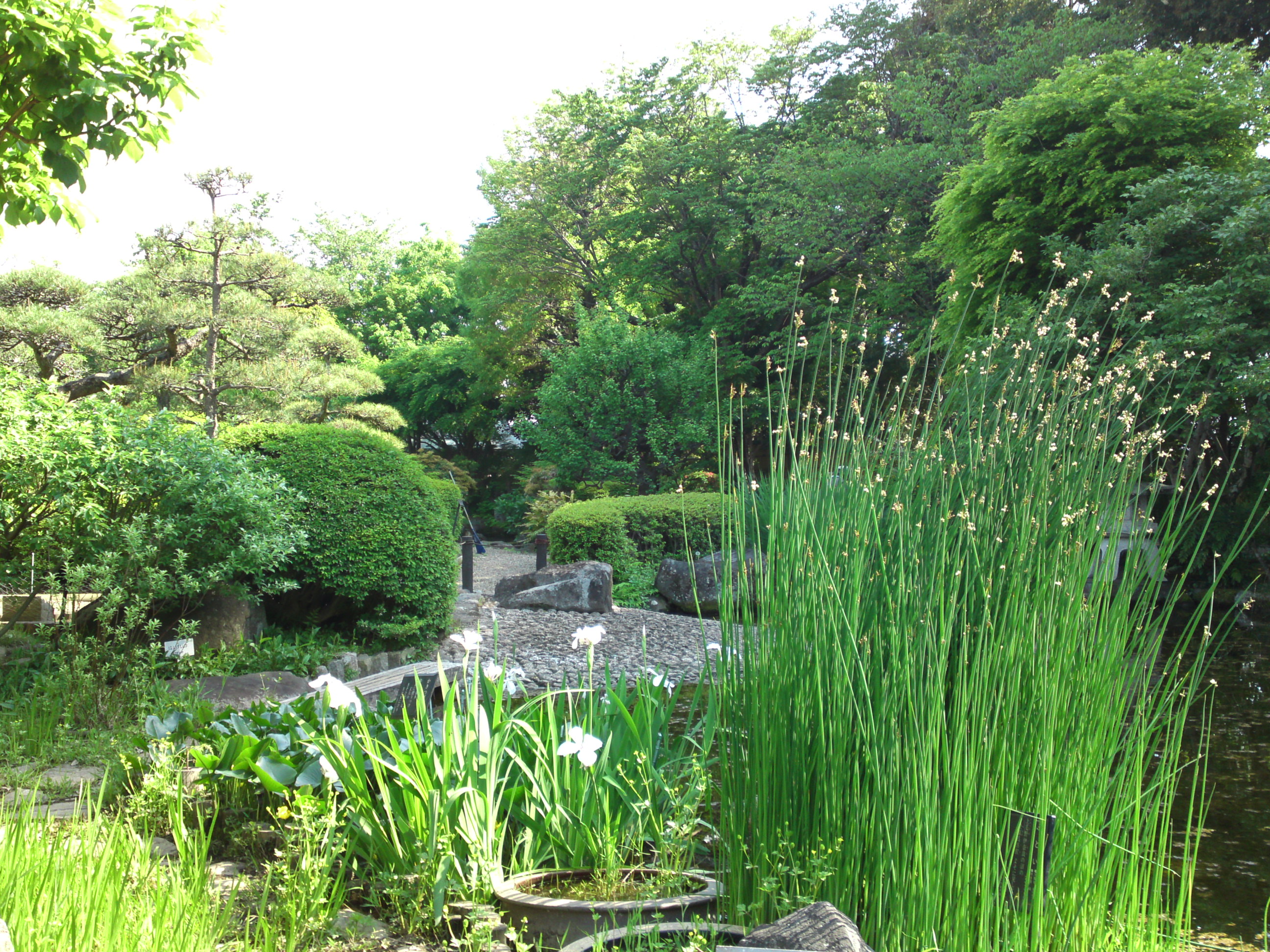 2018年万葉植物園の春の風景３