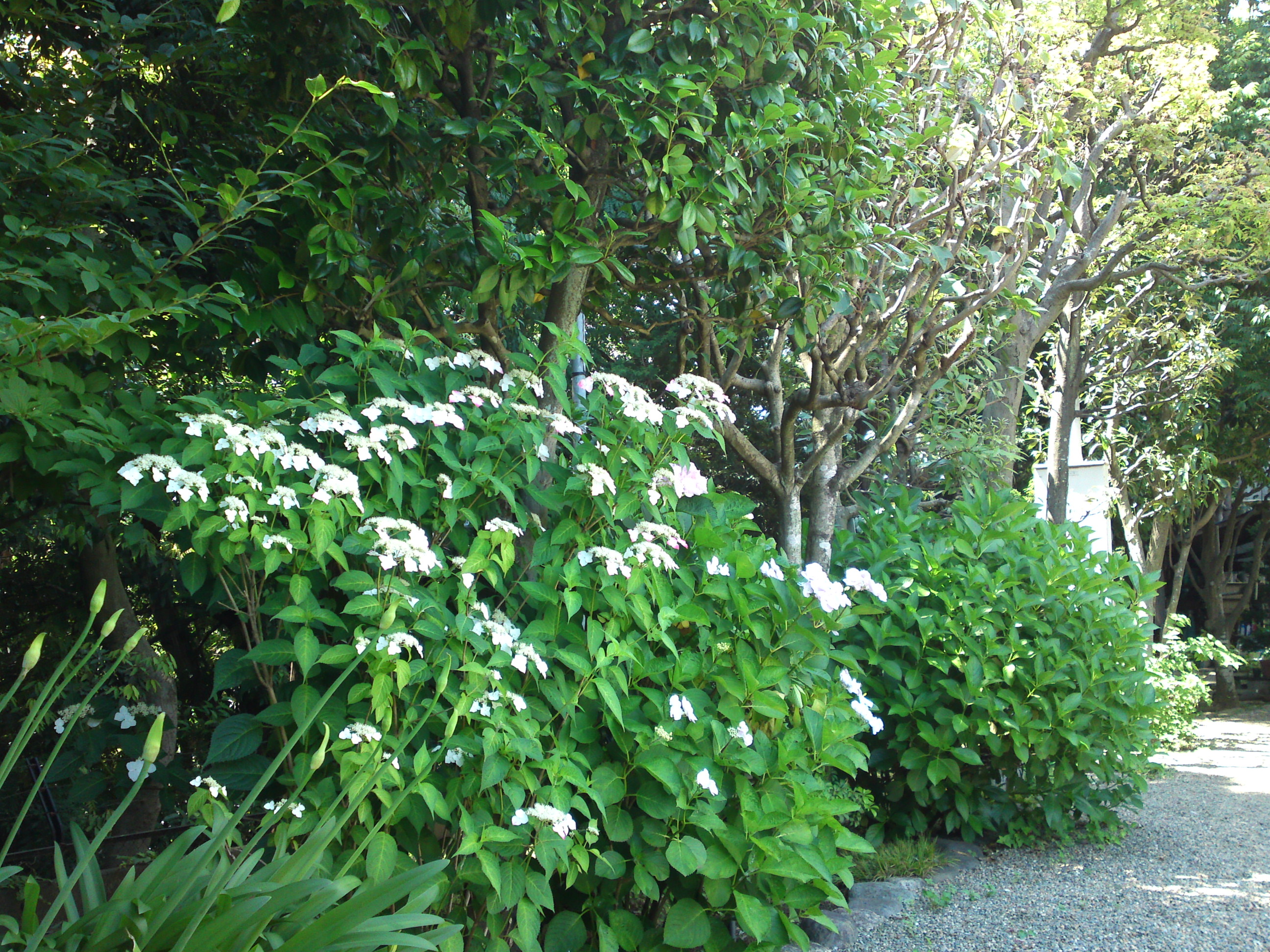 2018年万葉植物園の夏に咲く花々１