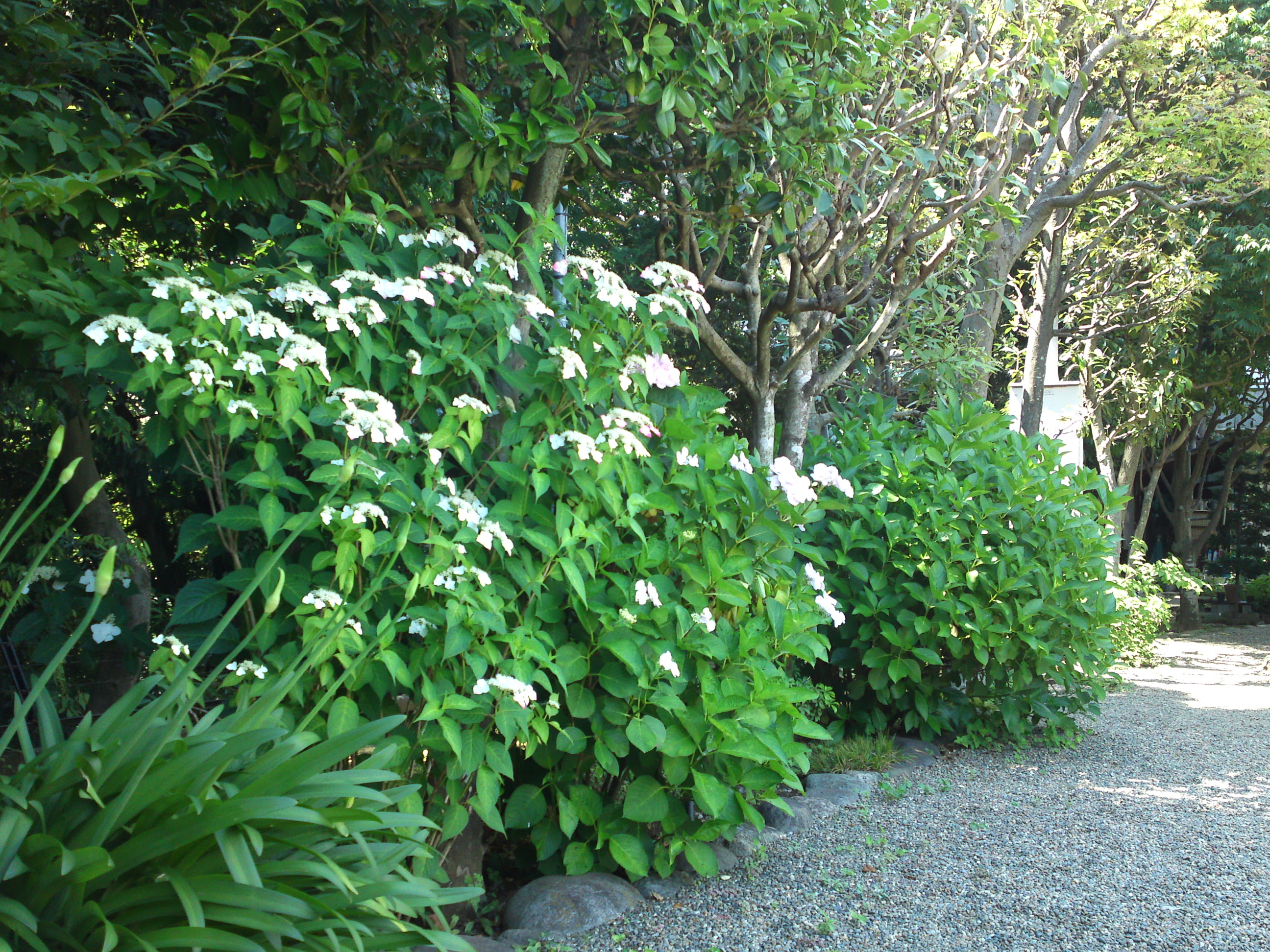 2018年万葉植物園の夏に咲く花々２