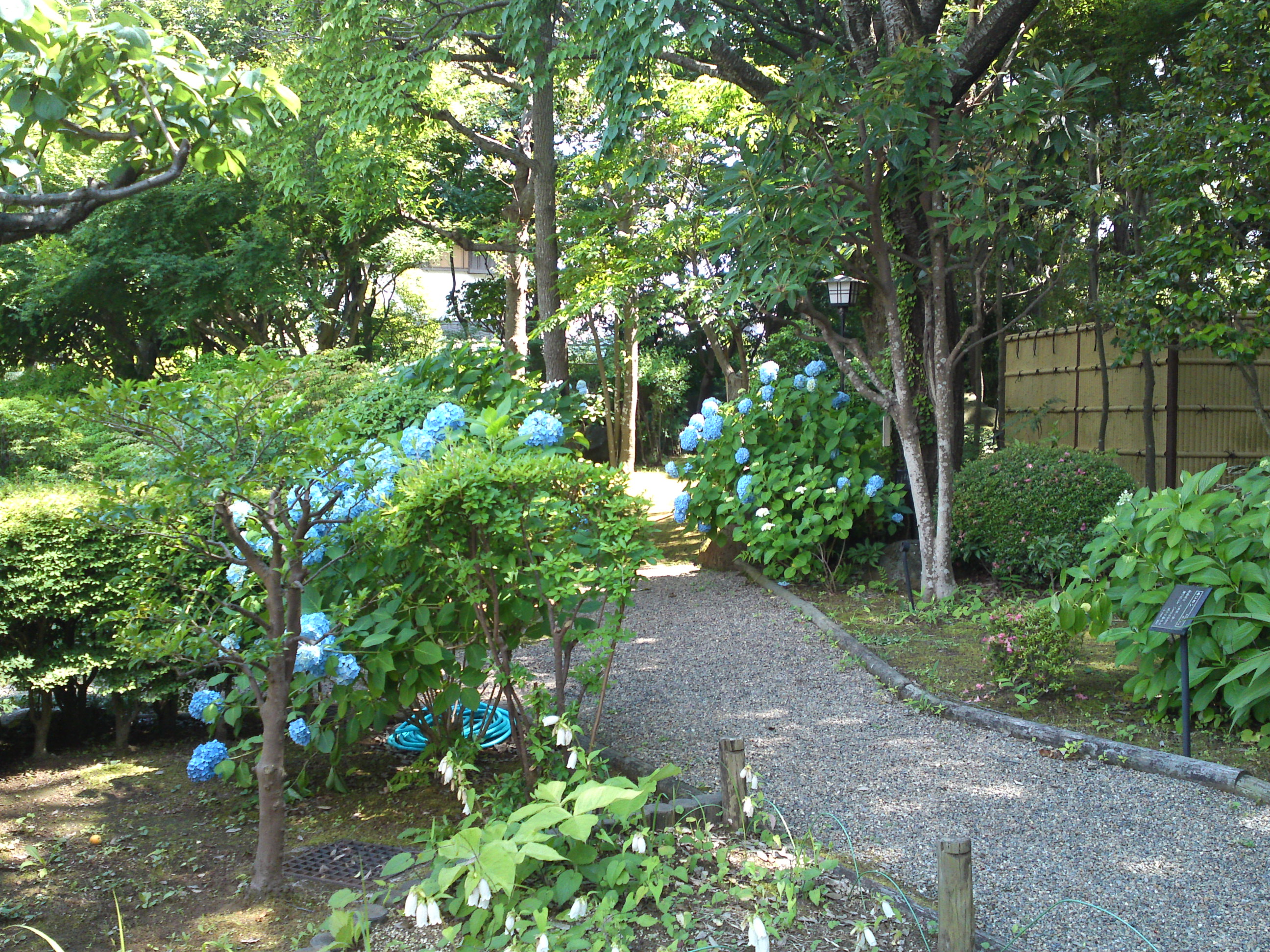 2018年夏万葉植物園に咲く紫陽花１