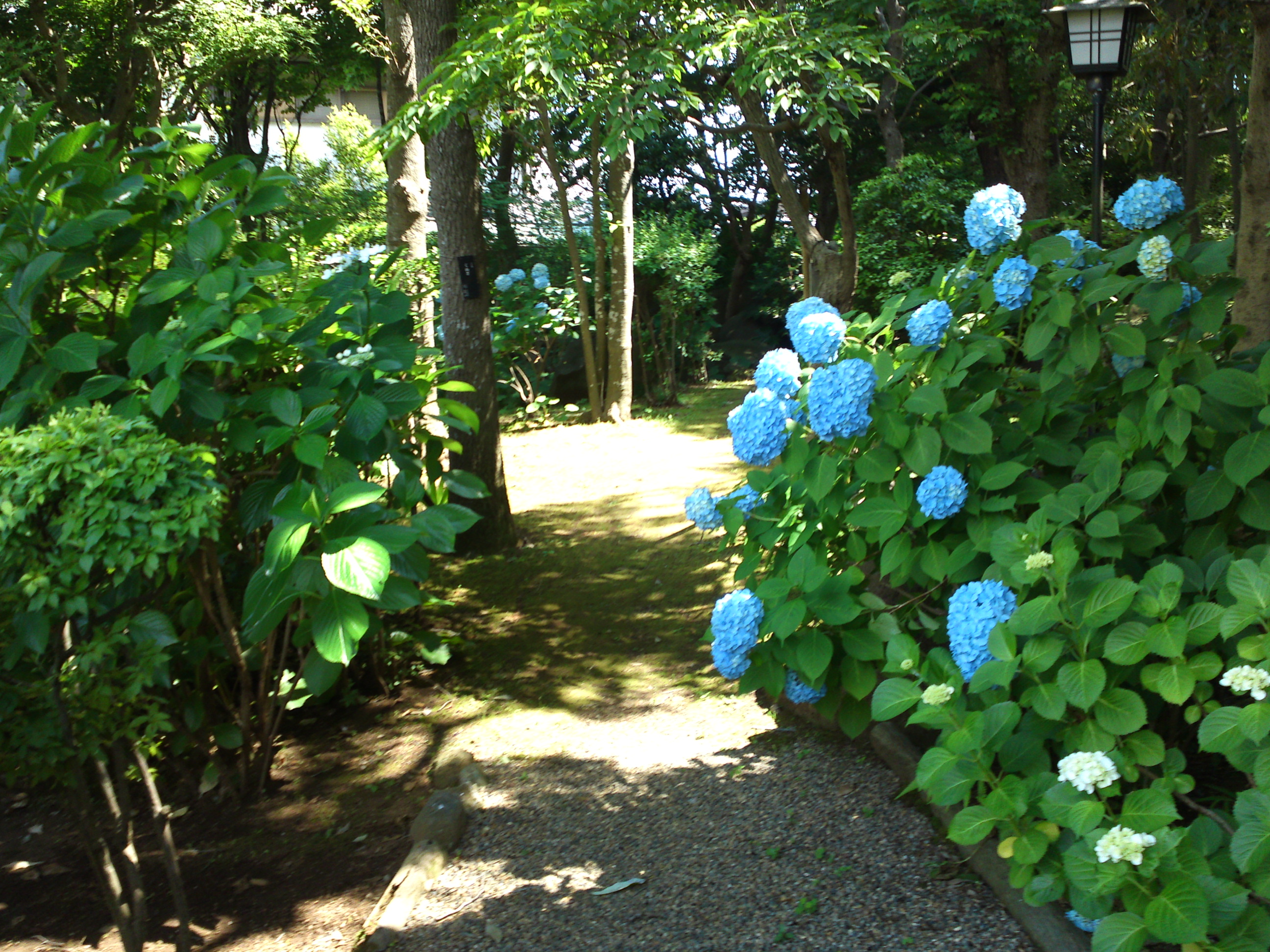 2018年夏万葉植物園に咲く紫陽花２