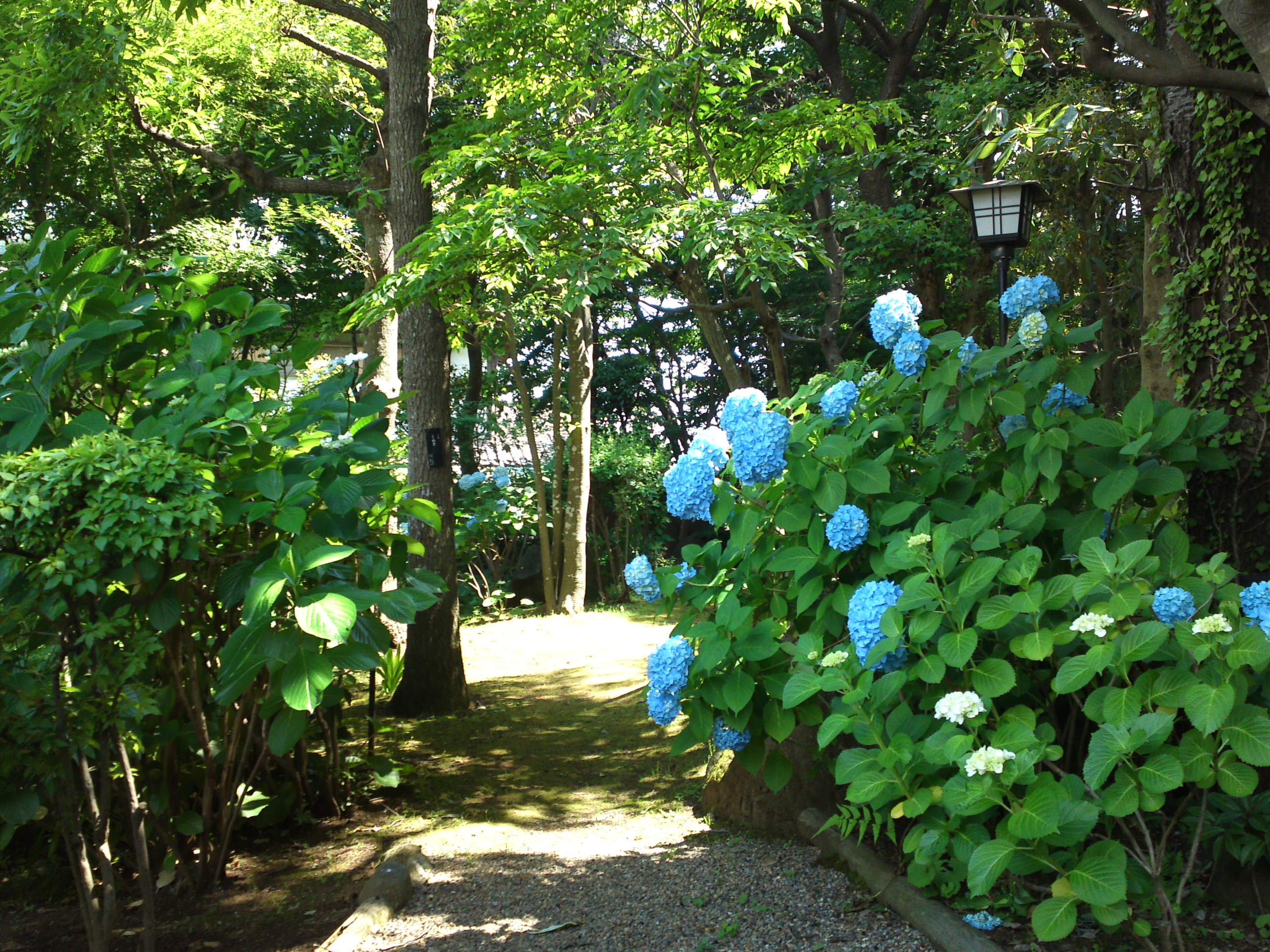 2018年夏万葉植物園に咲く紫陽花３