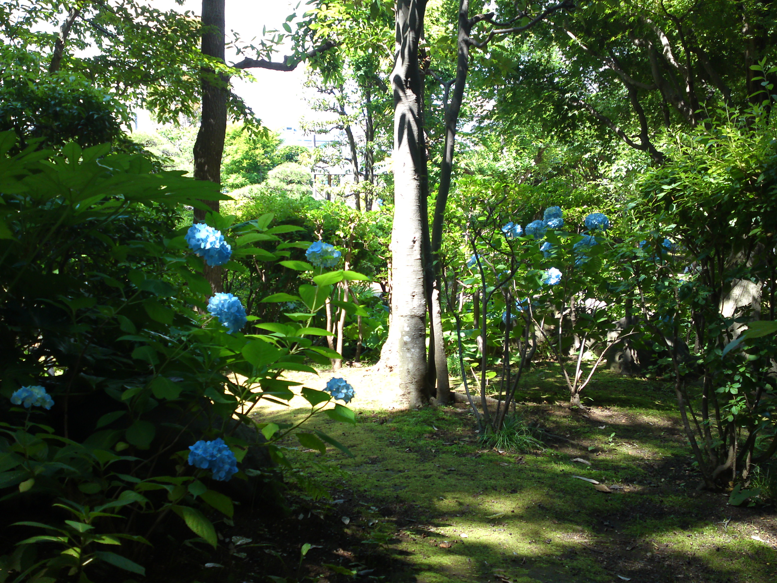 2018年夏万葉植物園に咲く紫陽花４