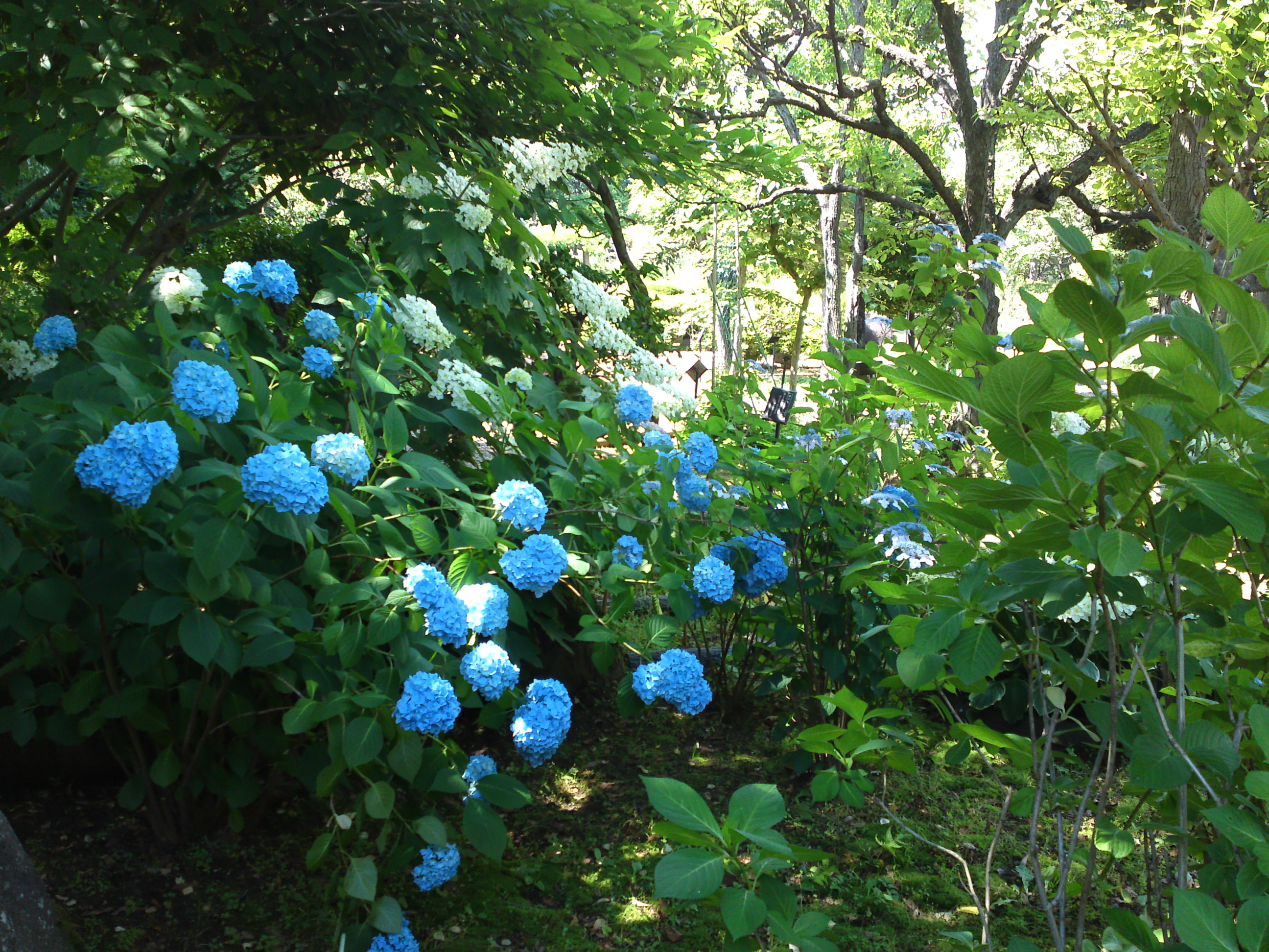 2018年夏万葉植物園に咲く紫陽花５