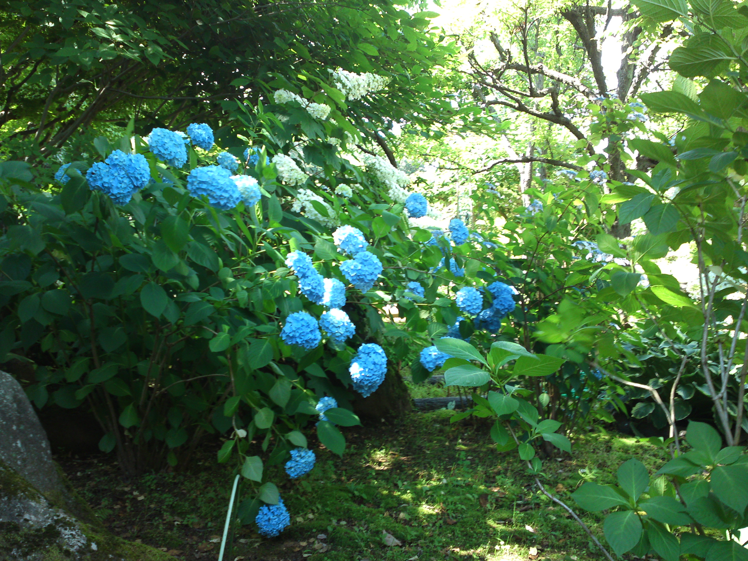 2018年夏万葉植物園に咲く紫陽花６