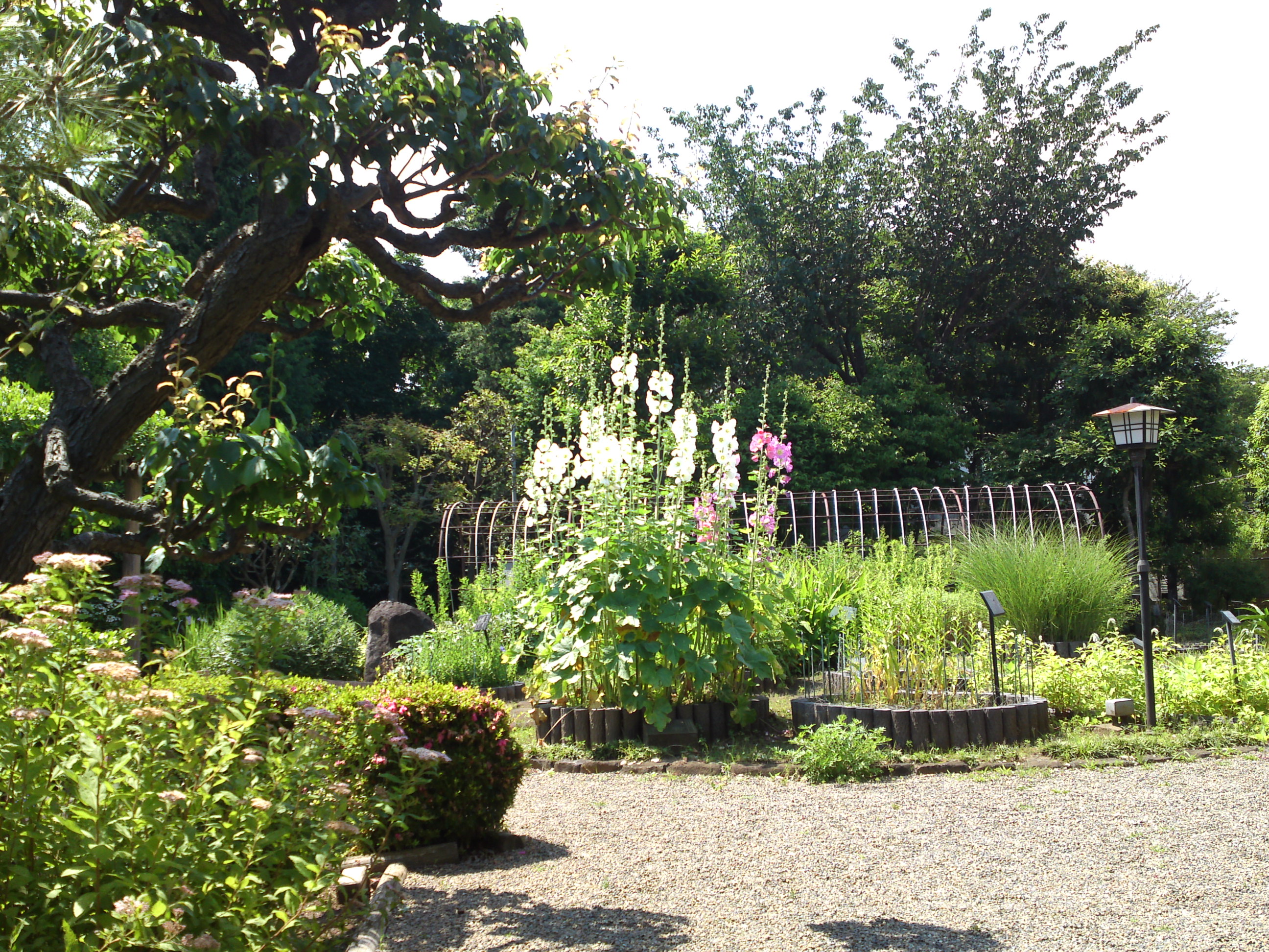 2018年夏万葉植物園に咲くタチアオイの花１